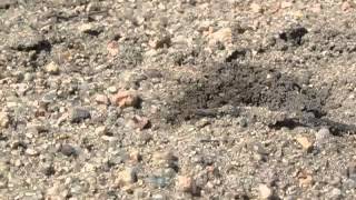 Female grasshopperkilling wasp digging burrow [upl. by Hakceber]