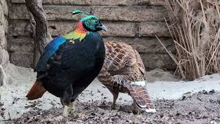 A lovely couple of Impeyan pheasants Himalayan monal berlin tierpark zoo [upl. by Anasor854]