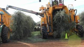 Oxbo 6420 Super High Density Olive Harvester [upl. by Ainavi]