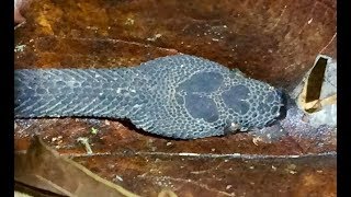 Rare Costa Rica Snake Discovery Hognose Viper amp Nothopsis Rugosus [upl. by Aphrodite]