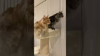 Chirping Hissing Meowing Maine Coon cats 🙀 They detected the insect👅 [upl. by Elmore]