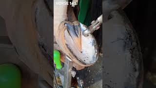 horse viralvideo viralshort nicehorse horselover❤️🐎🐎🐎🐎❤️🖤🐎🐎🐎🐎🖤🐎🐎 [upl. by Aihsemak]