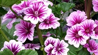 Best Perennials for Sun  Malva Zebrina French Mallow [upl. by Dulci]