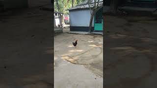 Biggest brahma Rooster shorts youtubeshorts shortvideo brahmachickens rooster hen love funny [upl. by Shamrao750]