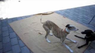 Italian Greyhound taunts Whippet to play [upl. by Zoarah461]