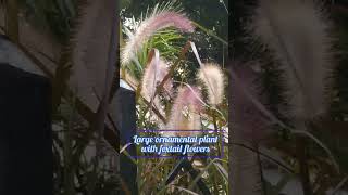 Purple fountain grassPennisetum setaceum rubrumOrnamental plant with foxtail flowers [upl. by Azirb107]