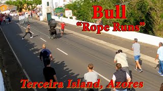 🐂Bullfighting quotRope Runsquot Terceira Island Azores  4K🐂 [upl. by Innoc]