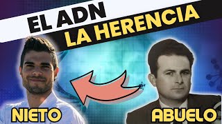 EL ADN como BIOMOLÉCULA de la HERENCIA introducción a la REPLICACIÓN [upl. by Neirol230]