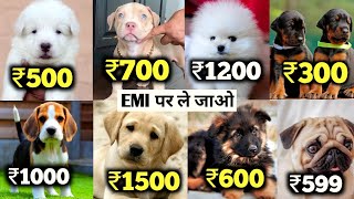 Cheapest Dog Market In India  2024 Free Dog Dilevery All India  labrador beagle pitbull husky [upl. by Edythe]