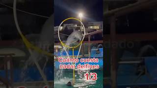 Cuánto cuesta nadar con delfines waterland Magarita 🇻🇪 parte I [upl. by Eelra]