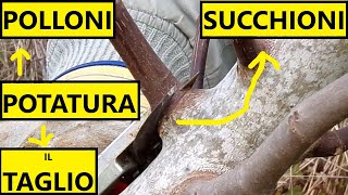 COME POTARE IL FICO e come riconoscere polloni e succhioni  Tutorial Giardinaggio [upl. by Adiuqal295]