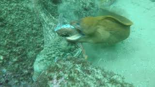 Moray Eel VS Octopus [upl. by Tarah]