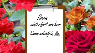 Rosen winterfest machen Rosen anhäufeln [upl. by Elocim]