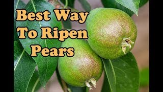 Ripen Pears Best Way [upl. by Vaules]