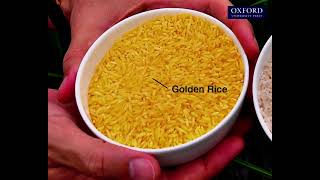 Animation E4 14 Making of Golden Rice [upl. by Enitsirt]