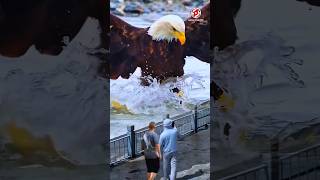 Seeing a big eagle catching fish [upl. by Oinafipe]