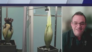 Corpse flower Rare event drawing crowds to Chicago Botanic Garden [upl. by Sinnej60]