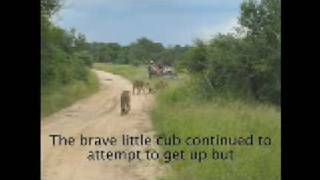 Battle at Sabi Sands Game Reserve [upl. by Schlessinger766]