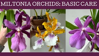 Miltonia orchid care [upl. by Engelbert]