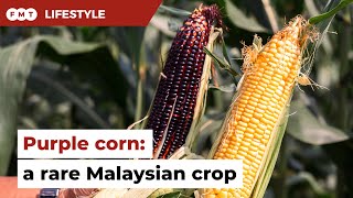 Purple corn an agricultural wonder in Malaysia [upl. by Hillery]