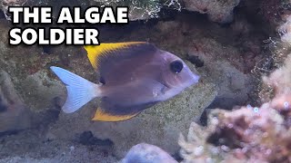 Fighting A Massive Saltwater Algae Bloom  The Shrimp Show Ep 15 [upl. by Airom]