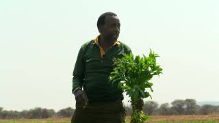 The Safflower Africa Project Promoting The Medicinal Vegetable for Africa [upl. by Anirtak]