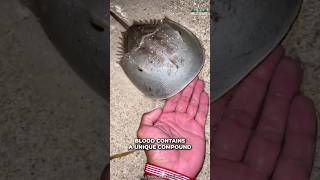 How Horseshoe Crab Saves Human Lives [upl. by Oriole]