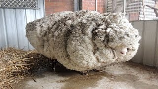 Hikers Saw That This Neglected Sheep Could Barely Stand So A Shelter Begged For Experts To Save Him [upl. by Anyala]