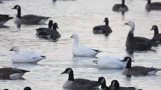 Rosss Goose Snow GeeseBlue Morph Snow Goose Cackling Goose and Canada Goose Yorkville Illinois [upl. by Begga]