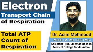 Electron Transport Chain of Cellular Respiration  Hindi  Urdu [upl. by Valdas194]