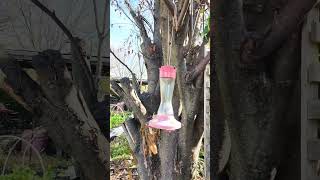 Keep bird feeders clean [upl. by Entsirhc]