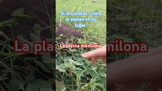 viral en contramos la planta dormilona se duerme al tocarla mira suscribete [upl. by Noryv88]