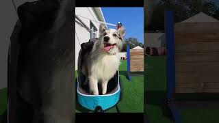 Border collies having fun on trailer cyclingwithdog ridingwithdogcyclingwithdog [upl. by Gerc]