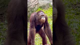 Bornean Orangutan  Singapore Zoo [upl. by Eidorb363]