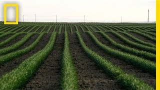 Drones and the Future of Farming  National Geographic [upl. by Nonohcle362]