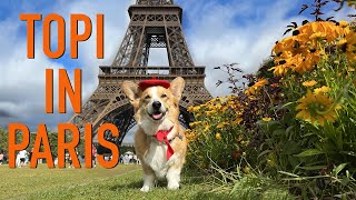 TOPI IN PARIS  Topi the Corgi [upl. by Tobit]