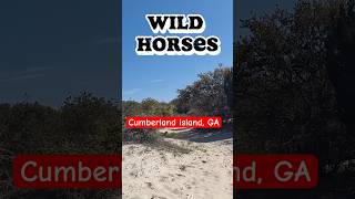 Have you been to Cumberland Island in Georgia Add Cumberland island to your list coastalgeorgia [upl. by Hatcher]