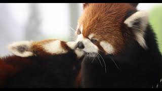 Red Panda Dentistry [upl. by Lessard]