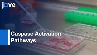 Caspase Activation Pathways Analysis by BiFC Assay  Protocol Preview [upl. by Winna]