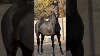 horse stallion 🔥❤️ horse рек рекомендации animals farming лошади [upl. by Anilem547]