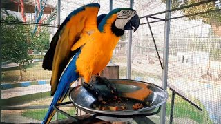 Macaw Parrot Talking [upl. by Festa]