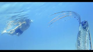 Swimming with Oarfish La Ventana Bay BCS Mx [upl. by Iris930]