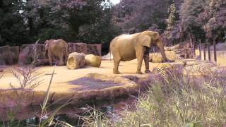 Riverbank Zoo  Elephant [upl. by Gottwald707]