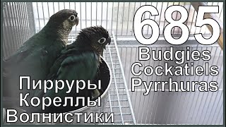 Funny Parrotszotti 685 Life of BudgiesCockatiels and Pyrrhuras Жизнь волнистиков корелл и пиррур [upl. by Ellehs421]