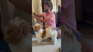 if your dog is not eating food  try this [upl. by Labina640]