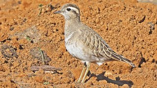 Eurasian Dotterel Call Charadrius morinellus Song Borrelhoruivo canto [upl. by Eednus]