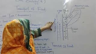 Class9th Bio Transport of food [upl. by Tandie]