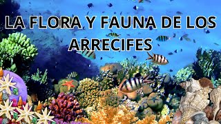 Descubre la flora y fauna submarina en los arrecifes de coral [upl. by Asil337]