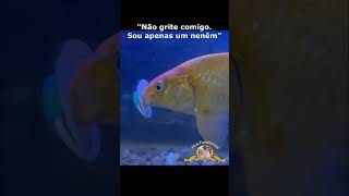 apenas um nenem funny animal videosfunny animal videobest animal videosfunny videosanimals life [upl. by Clemens]