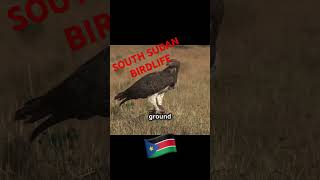 South Sudan Birdlife Galore ❤️ birds nature wildlife animals africanbirds southsudan [upl. by Nomelihp]